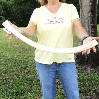 Buy this 29" Giraffe Rib Bone for $50