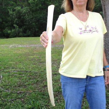 Buy this 29" Giraffe Rib Bone for $50