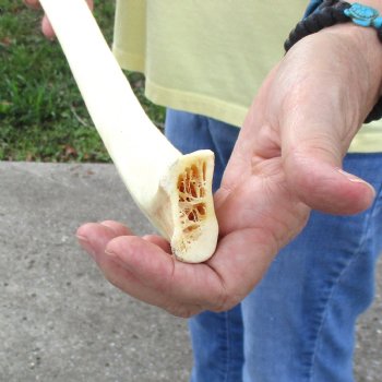 Buy this 29" Giraffe Rib Bone for $50