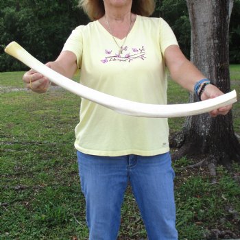 Buy this 28-1/2" Giraffe Rib Bone for $50