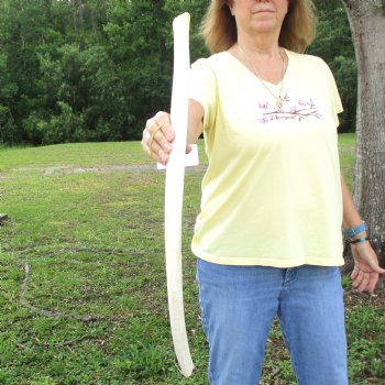 Buy this 28-1/2" Giraffe Rib Bone for $50