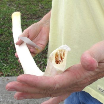 Buy this 28-1/2" Giraffe Rib Bone for $50