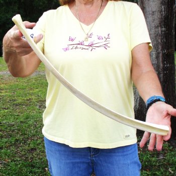 Buy this 22" Giraffe Rib Bone for $50