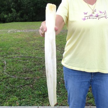 Buy this 22" Giraffe Rib Bone for $50