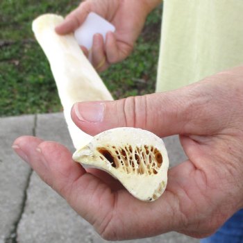 Buy this 22" Giraffe Rib Bone for $50