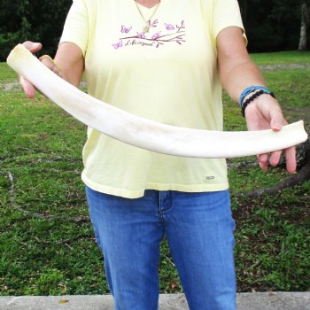 Buy this 24-1/4" Giraffe Rib Bone for $50