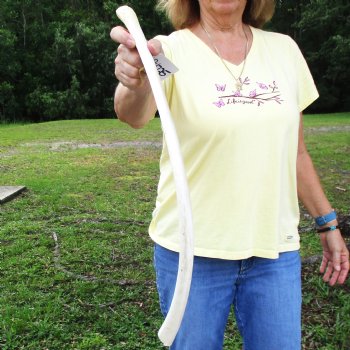 Buy this 24-1/4" Giraffe Rib Bone for $50