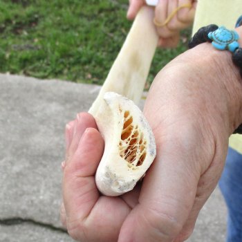 Buy this 24-1/4" Giraffe Rib Bone for $50