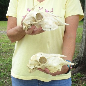 2 pc Sheep skulls without horns, measuring 9 inches and 9-1/4 inches long - You are buying the ones pictured for $63.00