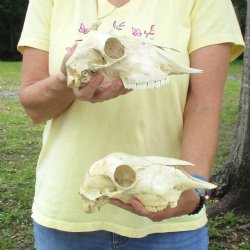 2 pc Sheep skulls without horns, measuring 9 inches and 9-1/4 inches long - You are buying the ones pictured for $63.00