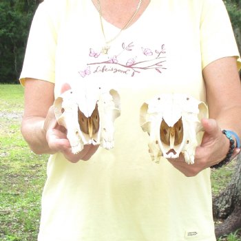 2 pc Sheep skulls without horns, measuring 9 inches and 9-1/4 inches long - You are buying the ones pictured for $63.00