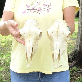 2 pc Sheep skulls without horns, measuring 9 inches and 9-1/4 inches long - You are buying the ones pictured for $63.00