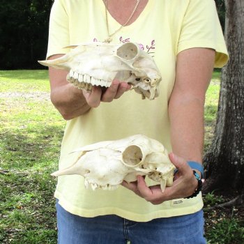 2 pc Sheep skulls without horns, measuring 9 inches and 9-1/4 inches long - You are buying the ones pictured for $63.00