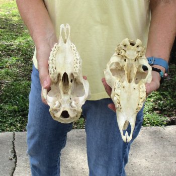 2 pc Sheep skulls without horns, measuring 9 inches and 9-1/4 inches long - You are buying the ones pictured for $63.00