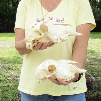 2 pc Sheep skulls without horns, measuring 8-3/4 inches and 10 inches long - You are buying the ones pictured for $63.00