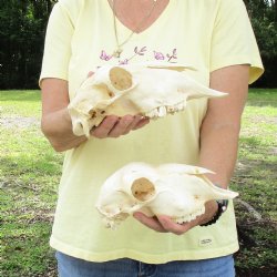 2 pc Sheep skulls without horns, measuring 8-3/4 inches and 10 inches long - You are buying the ones pictured for $63.00