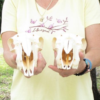 2 pc Sheep skulls without horns, measuring 8-3/4 inches and 10 inches long - You are buying the ones pictured for $63.00