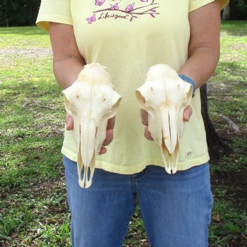 2 pc Sheep skulls without horns, measuring 8-3/4 inches and 10 inches long - You are buying the ones pictured for $63.00