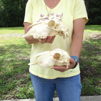 2 pc Sheep skulls without horns, measuring 8-3/4 inches and 10 inches long - You are buying the ones pictured for $63.00