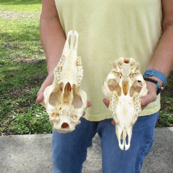 2 pc Sheep skulls without horns, measuring 8-3/4 inches and 10 inches long - You are buying the ones pictured for $63.00