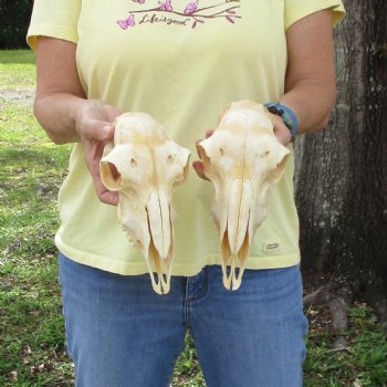 2 pc Sheep skulls without horns, measuring 8-1/4 inches and 9-1/2 inches long - You are buying the ones pictured for $63.00
