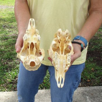 2 pc Sheep skulls without horns, measuring 8-1/4 inches and 9-1/2 inches long - You are buying the ones pictured for $63.00