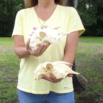 2 pc Sheep skulls without horns, measuring 9-1/4 inches and 9 inches long - You are buying the ones pictured for $63.00