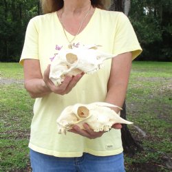 2 pc Sheep skulls without horns, measuring 9-1/4 inches and 9 inches long - You are buying the ones pictured for $63.00
