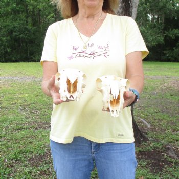 2 pc Sheep skulls without horns, measuring 9-1/4 inches and 9 inches long - You are buying the ones pictured for $63.00