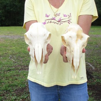 2 pc Sheep skulls without horns, measuring 9-1/4 inches and 9 inches long - You are buying the ones pictured for $63.00
