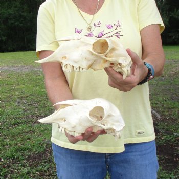 2 pc Sheep skulls without horns, measuring 9-1/4 inches and 9 inches long - You are buying the ones pictured for $63.00