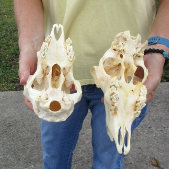 2 pc Sheep skulls without horns, measuring 9-1/4 inches and 9 inches long - You are buying the ones pictured for $63.00