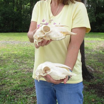 2 pc Sheep skulls without horns, measuring 9-1/4 inches long - You are buying the ones pictured for $63.00