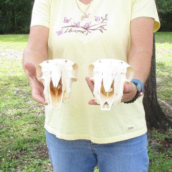 2 pc Sheep skulls without horns, measuring 9-1/4 inches long - You are buying the ones pictured for $63.00