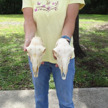 2 pc Sheep skulls without horns, measuring 9-1/4 inches long - You are buying the ones pictured for $63.00