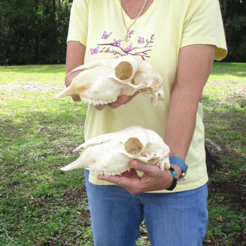 2 pc Sheep skulls without horns, measuring 9-1/4 inches long - You are buying the ones pictured for $63.00