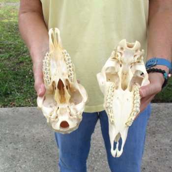 2 pc Sheep skulls without horns, measuring 9-1/4 inches long - You are buying the ones pictured for $63.00