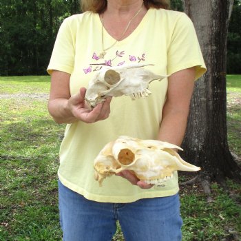 2 pc Sheep skulls without horns, measuring 8 inches and 9-1/4 inches long - You are buying the ones pictured for $63.00