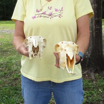 2 pc Sheep skulls without horns, measuring 8 inches and 9-1/4 inches long - You are buying the ones pictured for $63.00