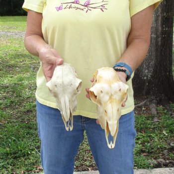 2 pc Sheep skulls without horns, measuring 8 inches and 9-1/4 inches long - You are buying the ones pictured for $63.00