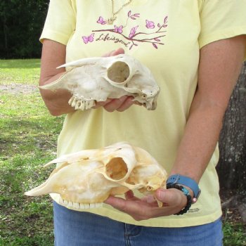 2 pc Sheep skulls without horns, measuring 8 inches and 9-1/4 inches long - You are buying the ones pictured for $63.00