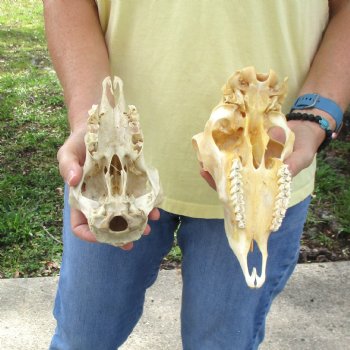2 pc Sheep skulls without horns, measuring 8 inches and 9-1/4 inches long - You are buying the ones pictured for $63.00