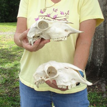 2 pc Sheep skulls without horns, measuring 8-3/4 inches and 9-1/2 inches long - You are buying the ones pictured for $63.00