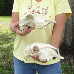 2 pc Sheep skulls without horns, measuring 8-3/4 inches and 9-1/2 inches long - You are buying the ones pictured for $63.00