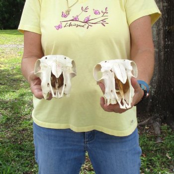 2 pc Sheep skulls without horns, measuring 8-3/4 inches and 9-1/2 inches long - You are buying the ones pictured for $63.00