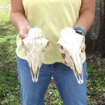 2 pc Sheep skulls without horns, measuring 8-3/4 inches and 9-1/2 inches long - You are buying the ones pictured for $63.00