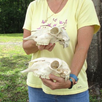 2 pc Sheep skulls without horns, measuring 8-3/4 inches and 9-1/2 inches long - You are buying the ones pictured for $63.00