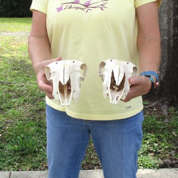 2 pc Sheep skulls without horns, measuring 10 inches and 9-1/2inches long - You are buying the ones pictured for $63.00