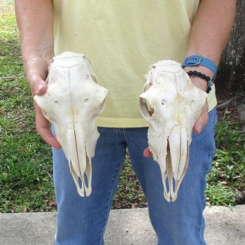2 pc Sheep skulls without horns, measuring 10 inches and 9-1/2inches long - You are buying the ones pictured for $63.00
