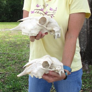 2 pc Sheep skulls without horns, measuring 10 inches and 9-1/2inches long - You are buying the ones pictured for $63.00